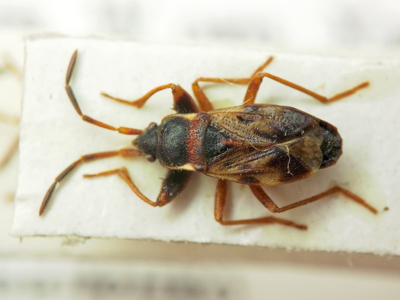 Scolopostethus pilosus Reuter, 1875